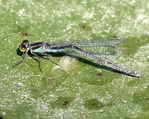 small red-eyed damselfly